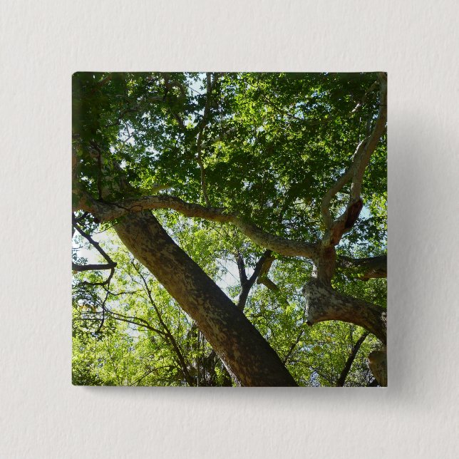 Sycamore Tree Green Nature 15 Cm Square Badge (Front)
