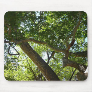 Sycamore Tree Green Nature Mouse Mat