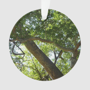 Sycamore Tree Green Nature Ornament