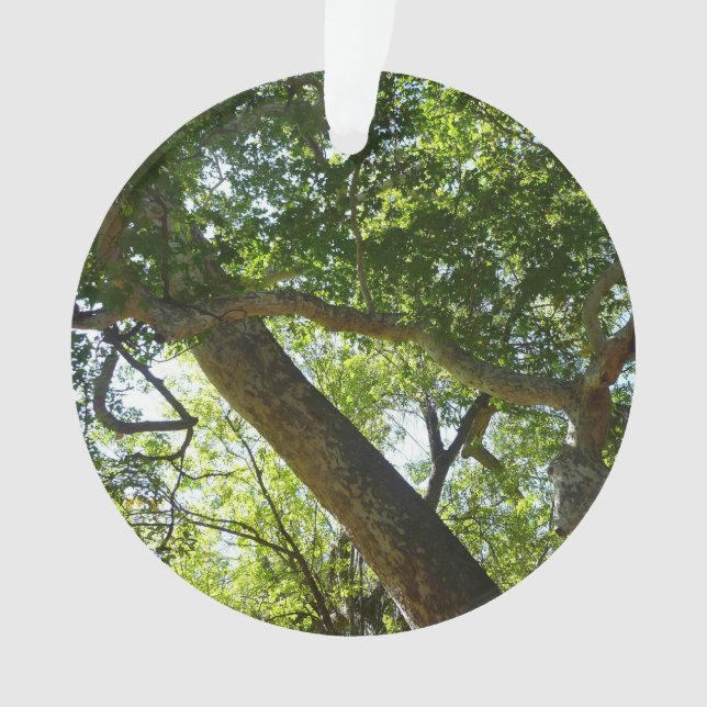 Sycamore Tree Green Nature Ornament (Front)