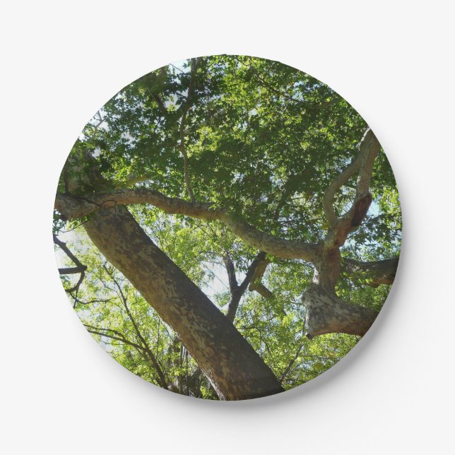 Sycamore Tree Green Nature Paper Plate (Front)