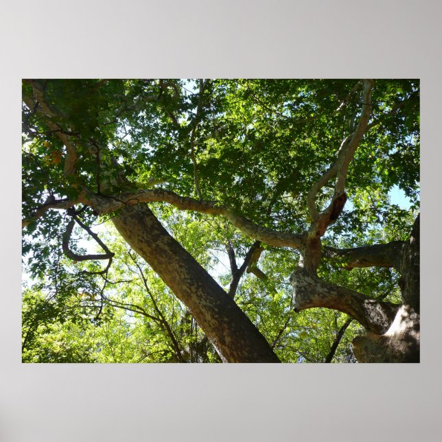 Sycamore Tree Green Nature Poster (Front)