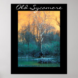 Sycamore Tree, Old Sycamore Poster