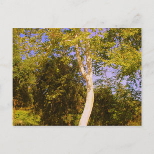 Sycamore Tree Postcard