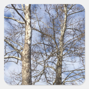 Sycamore Trees in a Winter Sky --- Square Sticker