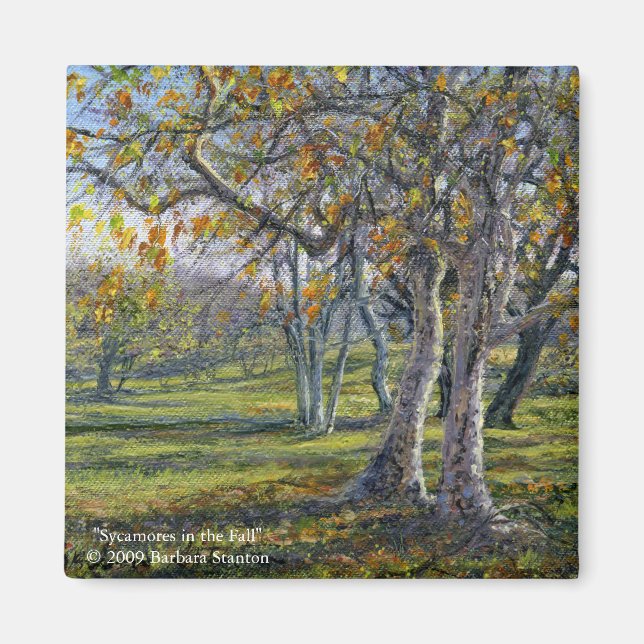 Sycamores in the Fall Magnet (Front)