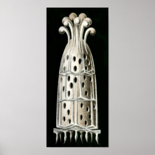 Sycandra compressa, Ernst Haeckel Fine Art Poster