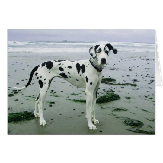 Sydney at the Beach Harlequin Great Dane Card