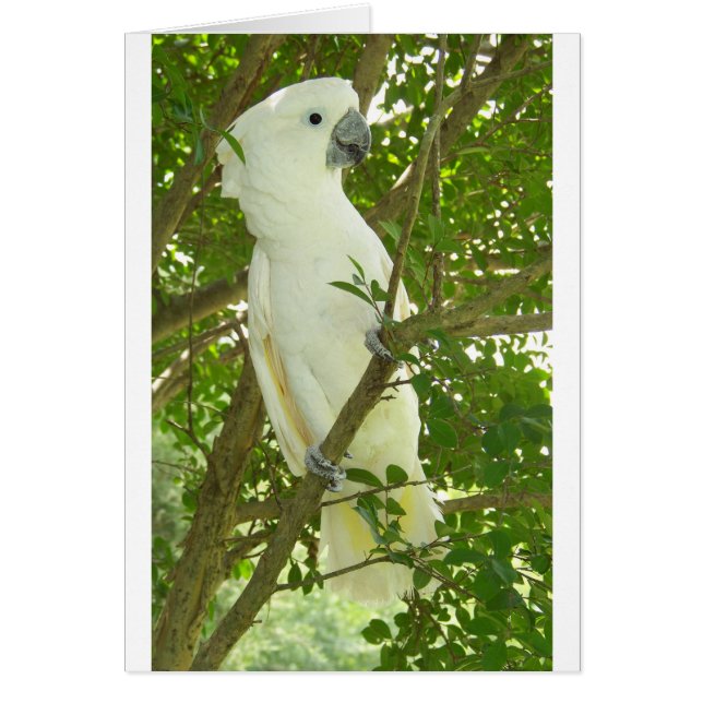 Sydney Cockatoo (Front)
