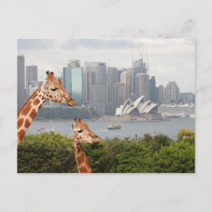 Sydney Giraffe Postcard