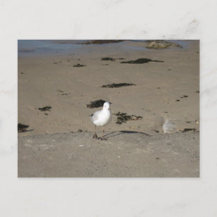 Sydney Seagull Beach Photography Postcard