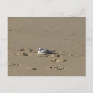 Sydney Seagull Beach Photography Postcard