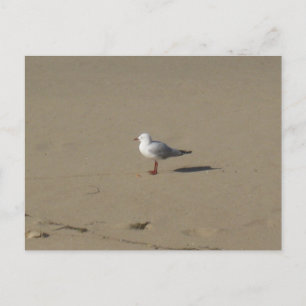Sydney Seagull Beach Photography Postcard
