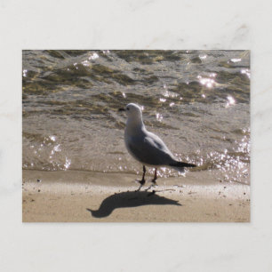 Sydney Seagull with Sunlit Water Beach Photography Postcard