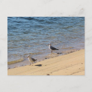 Sydney Seagull with Sunlit Water Beach Photography Postcard