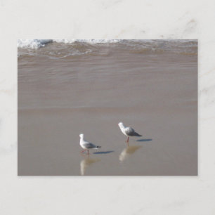 Sydney Seagull with Water Beach Photography Postcard
