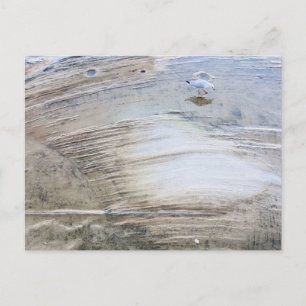 Sydney Seagull with Water Beach Photography Postcard