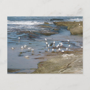 Sydney Seagull with Water Beach Photography Postcard