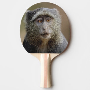 Sykes or Blue Monkey, Cercopithecus mitis, Ping Pong Paddle