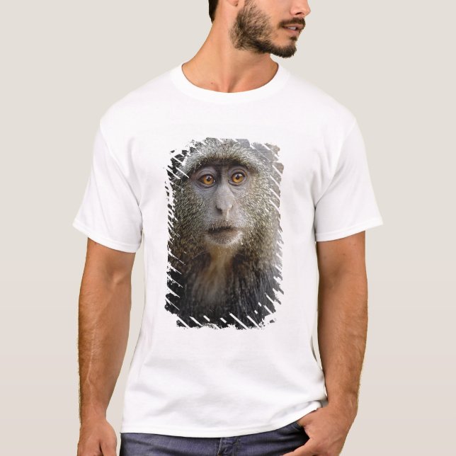 Sykes or Blue Monkey, Cercopithecus mitis, T-Shirt (Front)