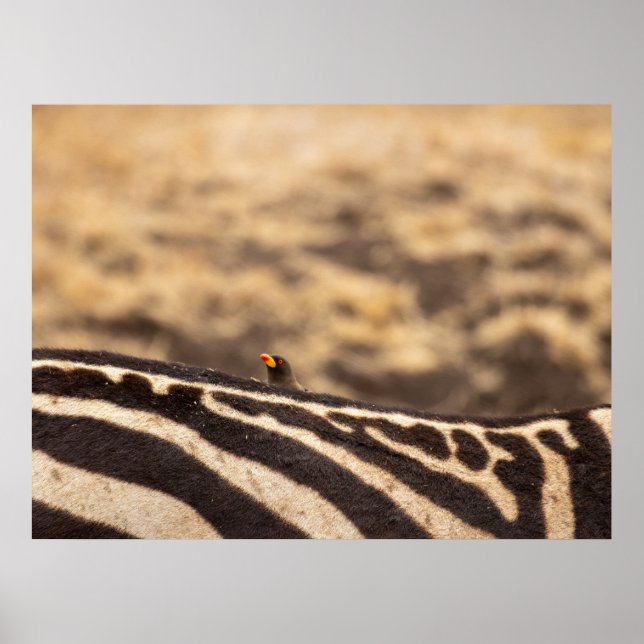 Symbiosis: Oxpecker & Zebra Poster (Front)