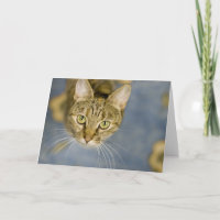 Sympathetic cats help ease the pain over pet loss