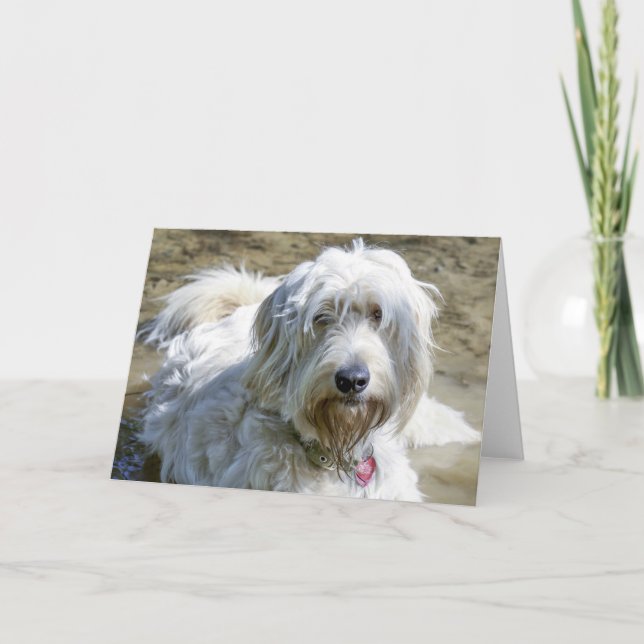 Sympathetic dogs help ease the pain over pet loss card (Front)