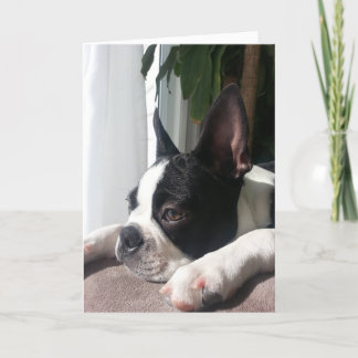 Sympathy boston terrier card