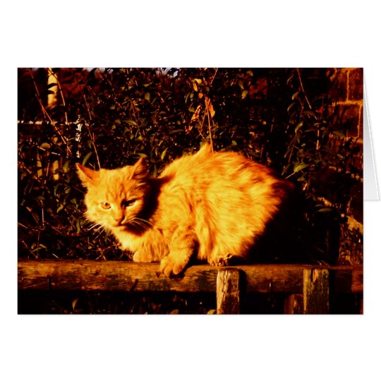 Sympathy Card for Cat Owner