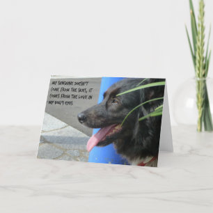 Sympathy Card for Dog - Sunshine in my Dog's Eyes