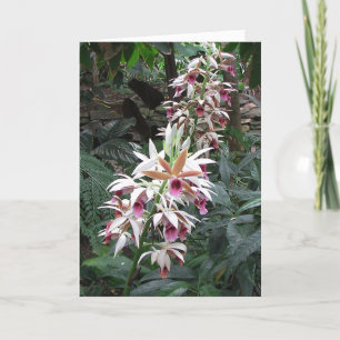 Sympathy - Female loved one - orchid Card
