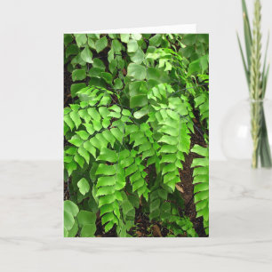 Sympathy - ferns card