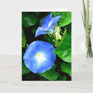 Sympathy - Heavenly Blue Morning Glory Card