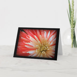 Sympathy Macro Photograph of Fuji Mum Flower Card