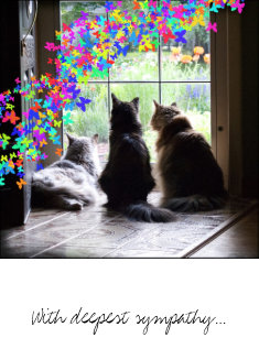 Cat Rainbow Bridge Gifts Gift Ideas Zazzle Uk