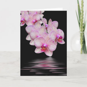 Sympathy Pink Orchids Black Reflection Card