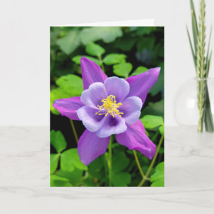 Sympathy Purple Columbine Flower Card