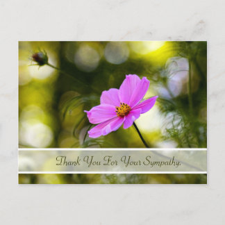 Sympathy Thank You Evening Pink Cosmos Wildflower Postcard