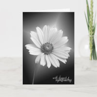 Sympathy White Daisy on Black