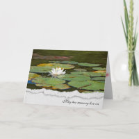 sympathy-white water lily with lily pads