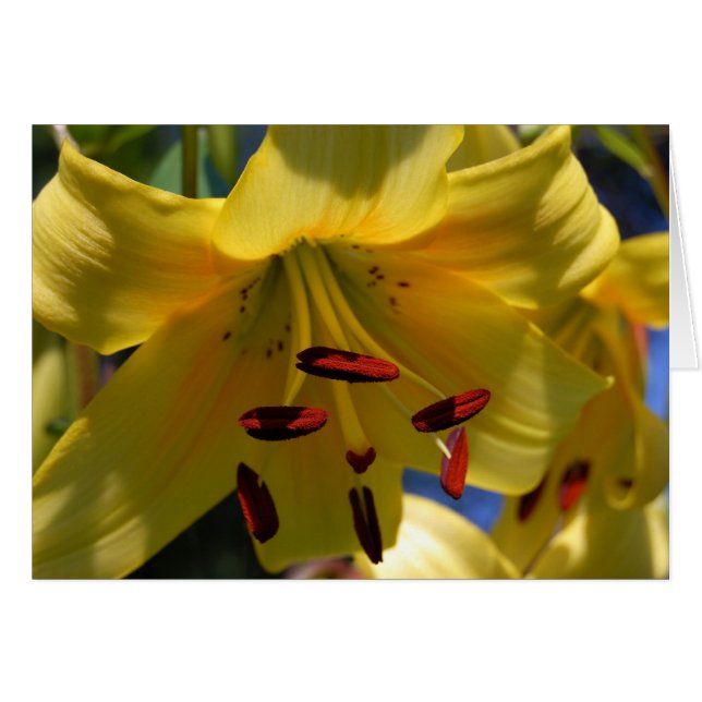 Symphony in Yellow (Front Horizontal)