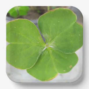 Symphony of Leaves: 9-Inch Square Paper Plate