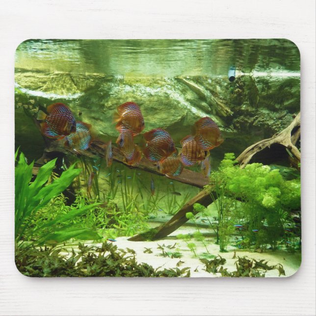 Symphysodon Tank with Tetras Fish Mouse Mat (Front)