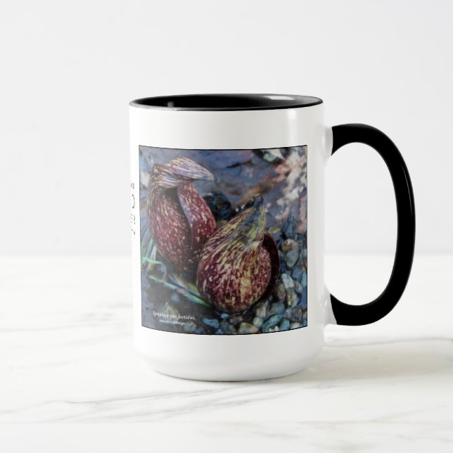 Symplocarpus foetidus, skunk-cabbage mug (Right)