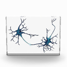 Synapse Between Neurons, Neuroscience Neuron
