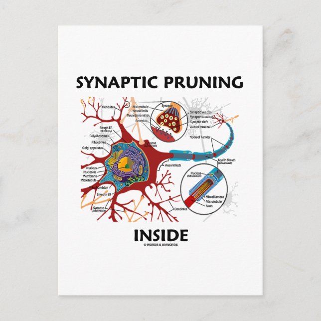 Synaptic Pruning Inside Neuron Synapse Geek Humour Postcard (Front)