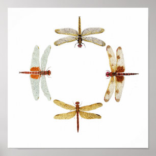 Synchronised Dragonflies IV Poster