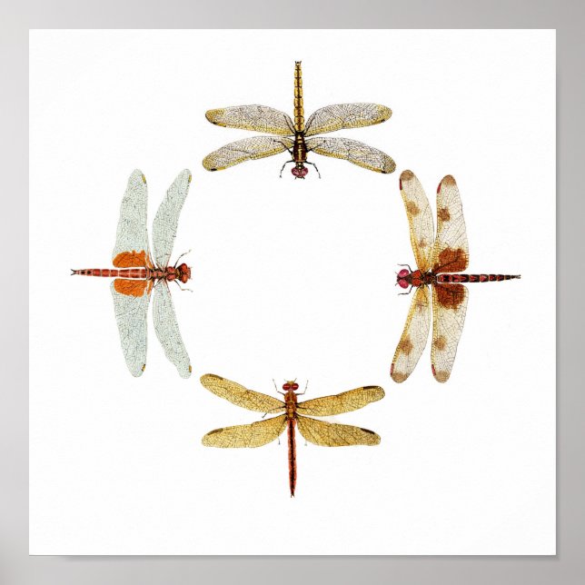 Synchronised Dragonflies IV Poster (Front)