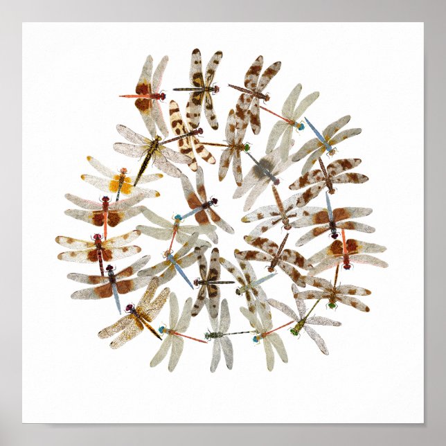 Synchronised Dragonflies Poster (Front)