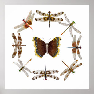 Syncronized Dragonflies Poster